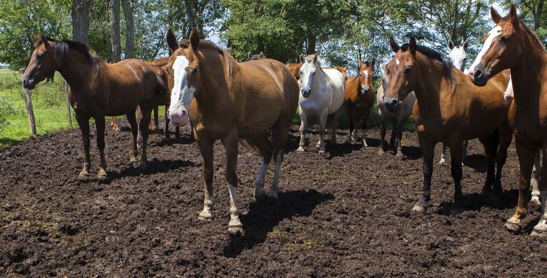 ENCEFALOMIELITIS EQUINA: PAUTAS SANITARIAS PARA LA PREVENCIÓN DE LA ENFERMEDAD
