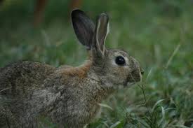 SE ACTUALIZA EL PROCEDIMIENTO PARA IMPORTAR CONEJOS COMO ANIMALES DE COMPAÑÍA