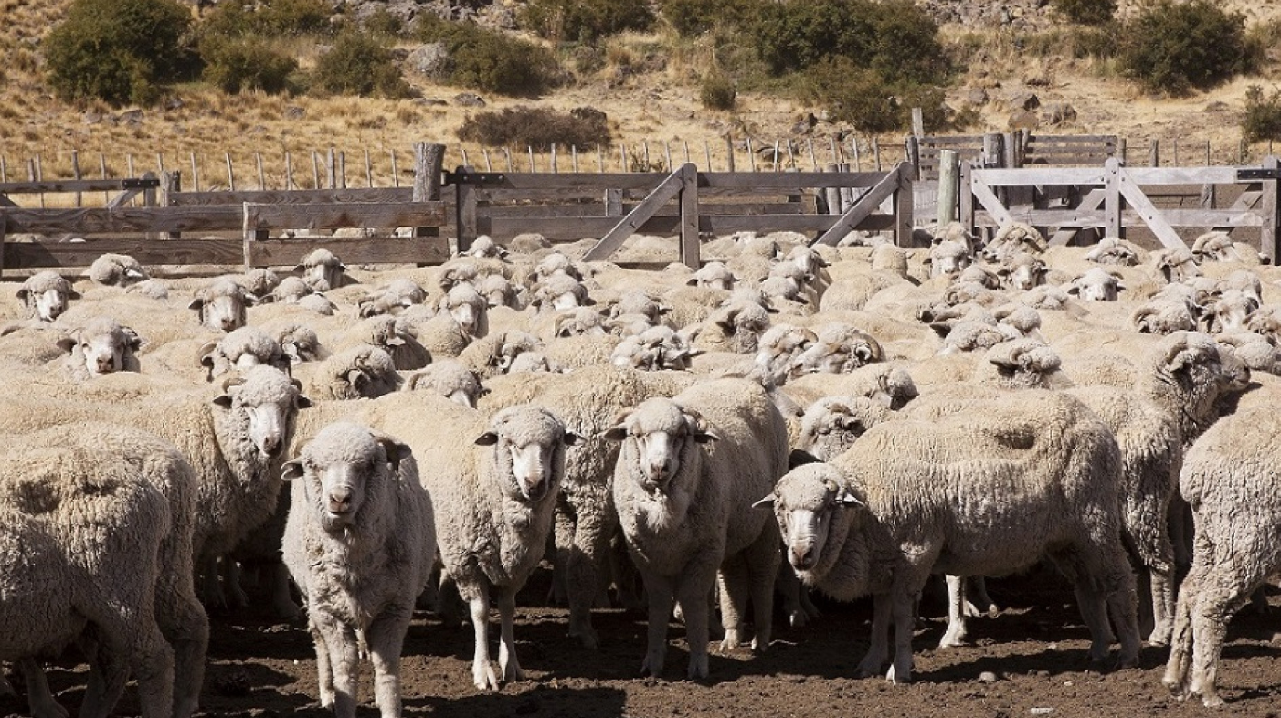TRATAMIENTOS CONTRA LA SARNA OVINA: NUEVOS REQUISITOS DE ROTULADO PARA PRODUCTOS INYECTABLES