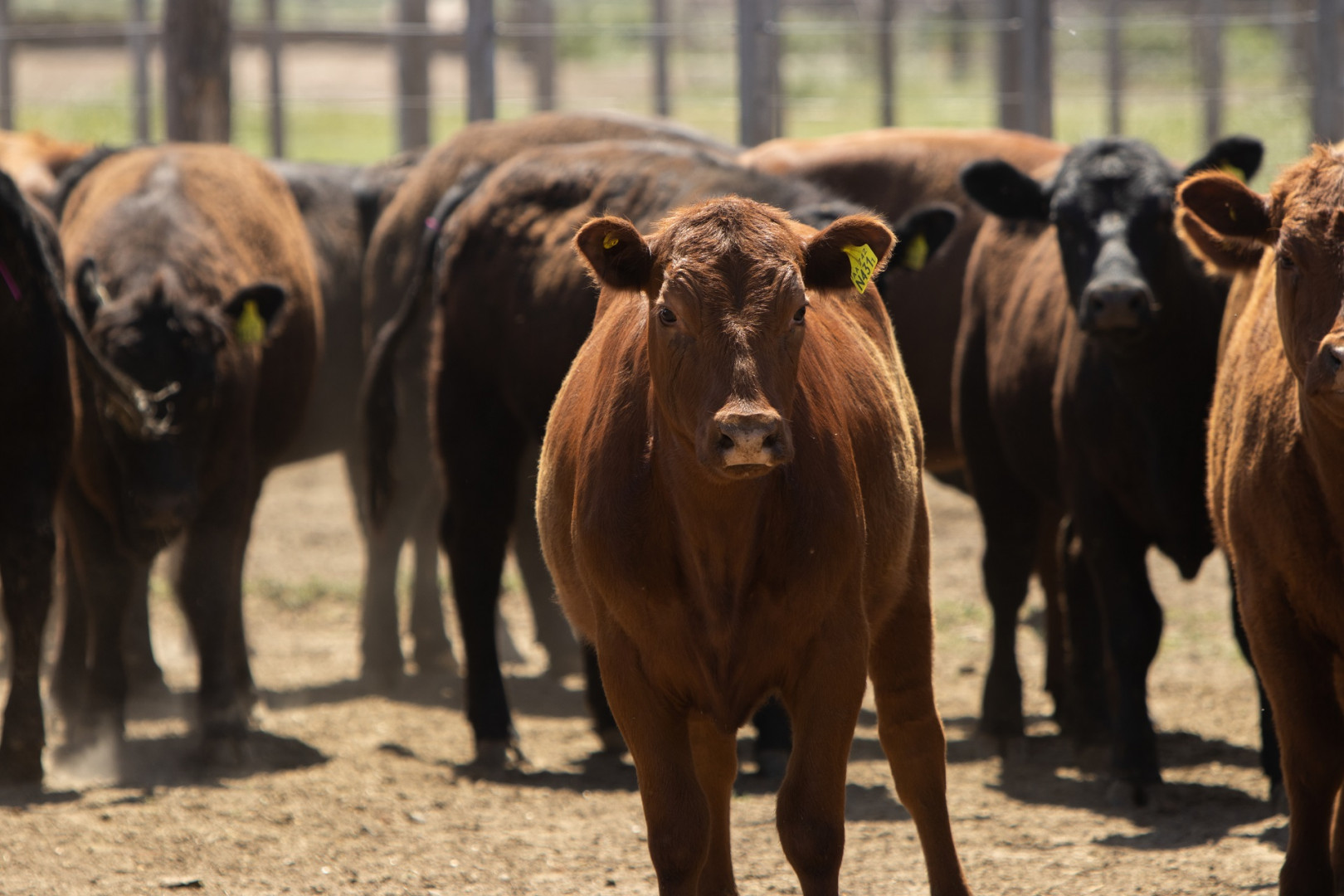 SE ACTUALIZAN LOS SISTEMAS DE CONTROL DE BRUCELOSIS BOVINA PARA EL MOVIMIENTO DE HACIENDA